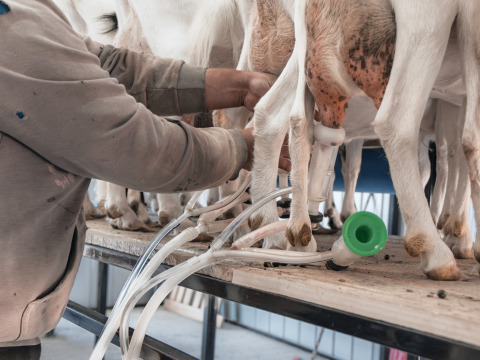 From a simple dream to a sustainable livelihood project awaited by Zaid and his family